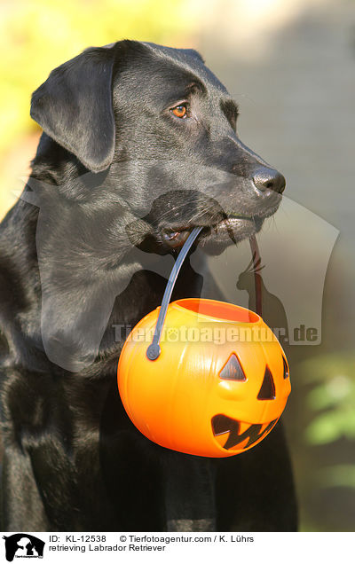 apportierender Labrador Retriever / retrieving Labrador Retriever / KL-12538