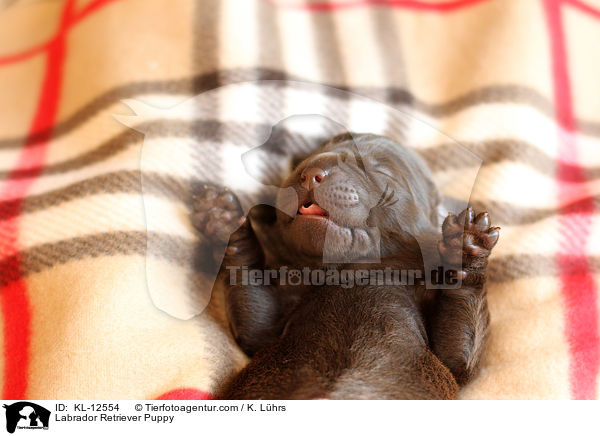 Labrador Retriever Welpe / Labrador Retriever Puppy / KL-12554