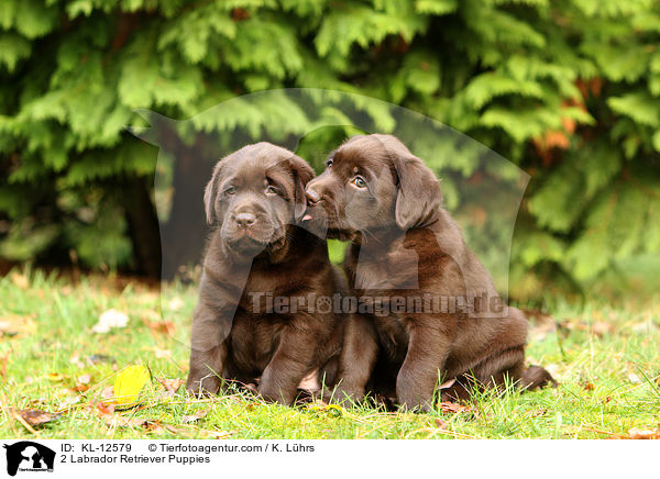 2 Labrador Retriever Welpen / 2 Labrador Retriever Puppies / KL-12579