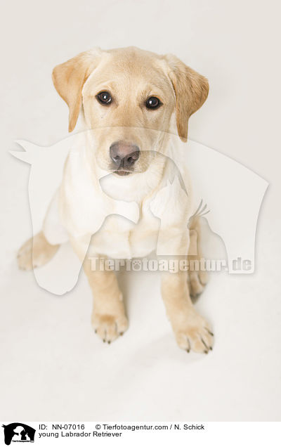 junger Labrador Retriever / young Labrador Retriever / NN-07016