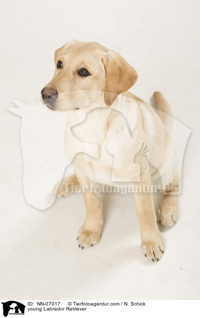 junger Labrador Retriever / young Labrador Retriever / NN-07017