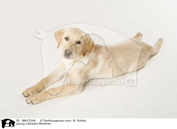 young Labrador Retriever / NN-07046