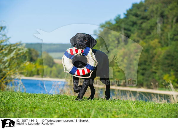 apportierender Labrador Retriever / fetching Labrador Retriever / SST-13613