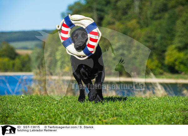 apportierender Labrador Retriever / fetching Labrador Retriever / SST-13615