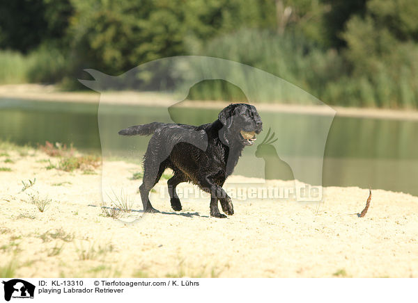 spielender Labrador Retriever / playing Labrador Retriever / KL-13310