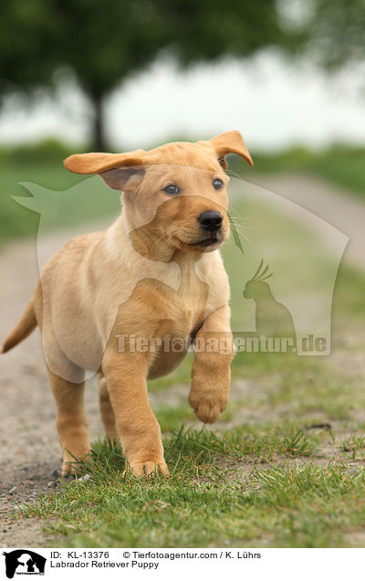 Labrador Retriever Welpe / Labrador Retriever Puppy / KL-13376