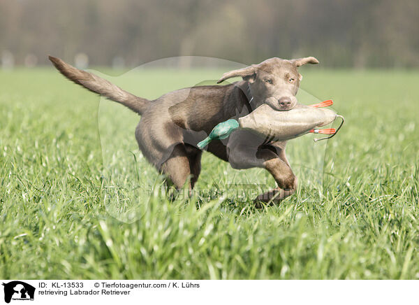 apportierender Labrador Retriever / retrieving Labrador Retriever / KL-13533