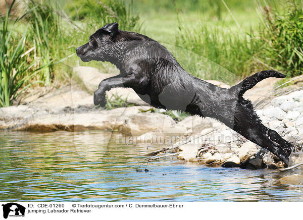 springender Labrador Retriever / jumping Labrador Retriever / CDE-01260