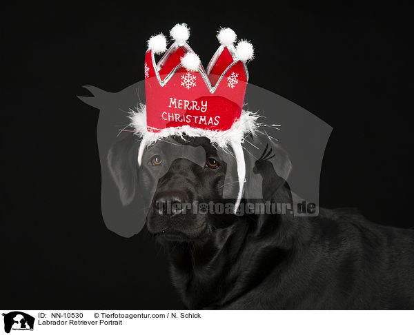 Labrador Retriever Portrait / Labrador Retriever Portrait / NN-10530