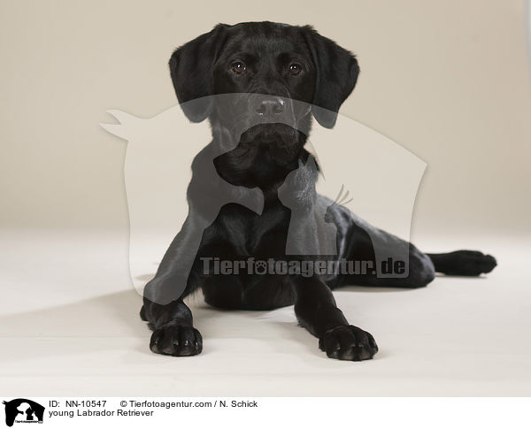 junger Labrador Retriever / young Labrador Retriever / NN-10547