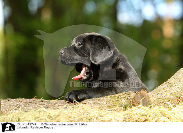 Labrador Retriever Welpe / Labrador Retriever Puppy / KL-13747