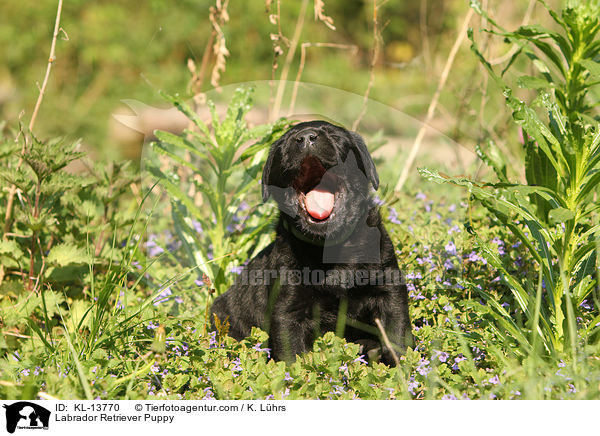 Labrador Retriever Welpe / Labrador Retriever Puppy / KL-13770