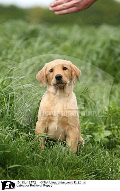 Labrador Retriever Welpe / Labrador Retriever Puppy / KL-13772