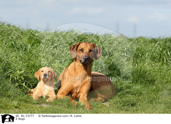 2 Hunde / 2 dogs / KL-13777