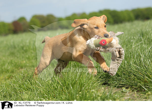 Labrador Retriever Welpe / Labrador Retriever Puppy / KL-13779