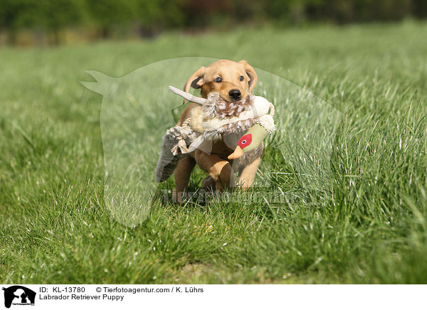 Labrador Retriever Welpe / Labrador Retriever Puppy / KL-13780