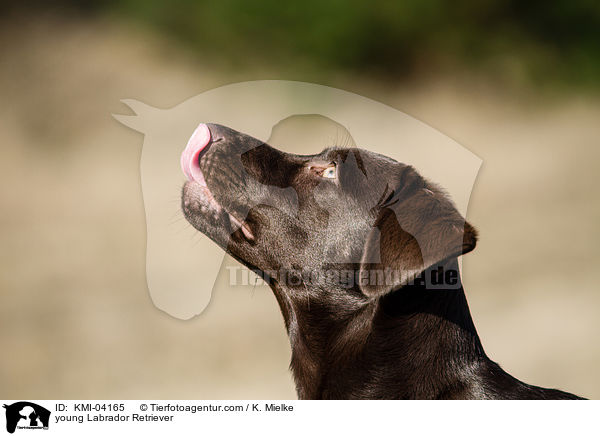 junger Labrador Retriever / young Labrador Retriever / KMI-04165