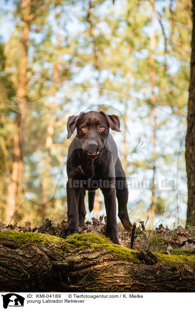 junger Labrador Retriever / young Labrador Retriever / KMI-04189