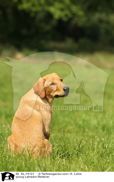 junger Labrador Retriever / young Labrador Retriever / KL-14121