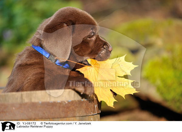 Labrador Retriever Welpe / Labrador Retriever Puppy / YJ-08172