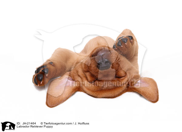 Labrador Retriever Welpe / Labrador Retriever Puppy / JH-21464