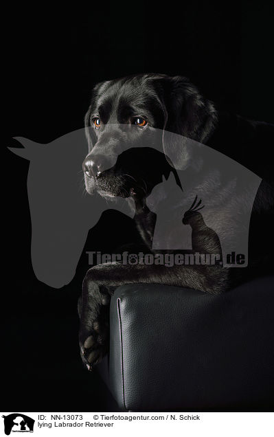 lying Labrador Retriever / NN-13073