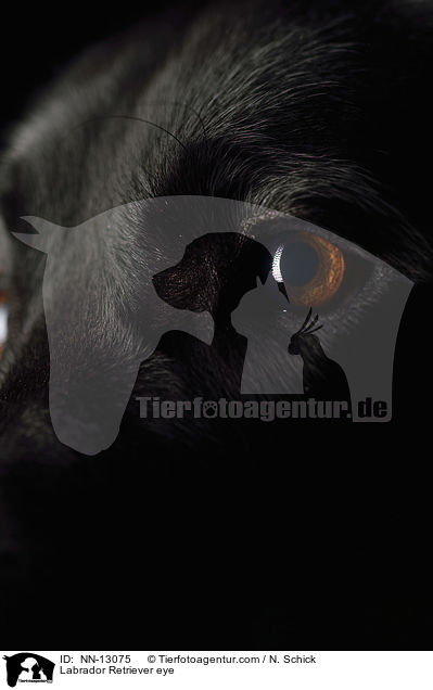 Labrador Retriever eye / NN-13075