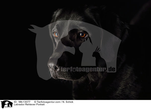 Labrador Retriever Portrait / NN-13077