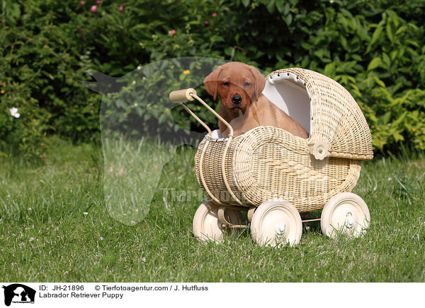 Labrador Retriever Welpe / Labrador Retriever Puppy / JH-21896