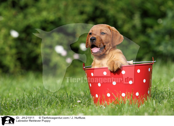 Labrador Retriever Welpe / Labrador Retriever Puppy / JH-21911