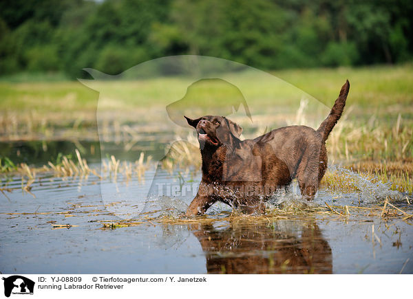 rennender Labrador Retriever / running Labrador Retriever / YJ-08809