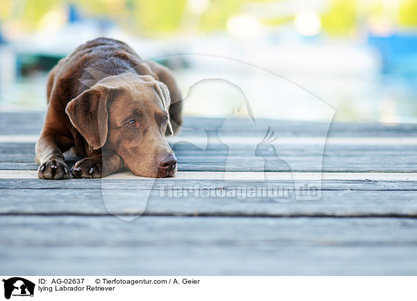 liegender Labrador Retriever / lying Labrador Retriever / AG-02637