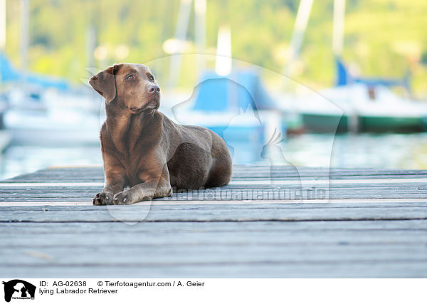 liegender Labrador Retriever / lying Labrador Retriever / AG-02638