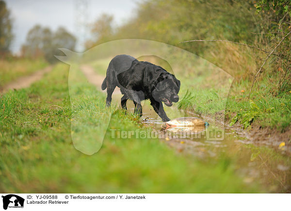 Labrador Retriever / Labrador Retriever / YJ-09588