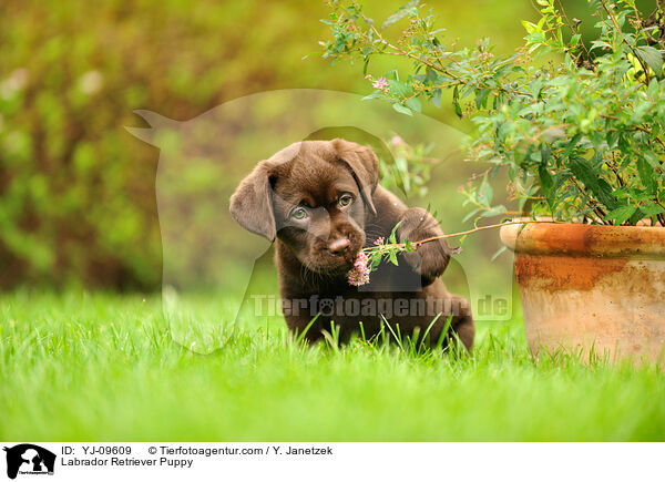 Labrador Retriever Welpe / Labrador Retriever Puppy / YJ-09609