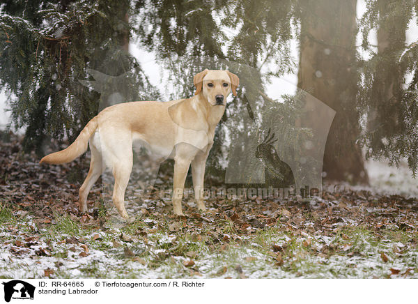 stehender Labrador / standing Labrador / RR-64665