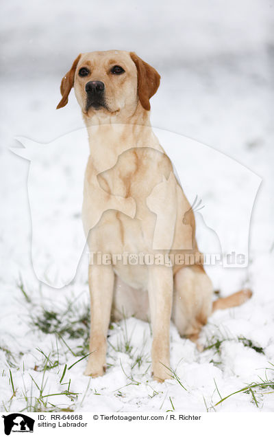 sitzender Labrador / sitting Labrador / RR-64668