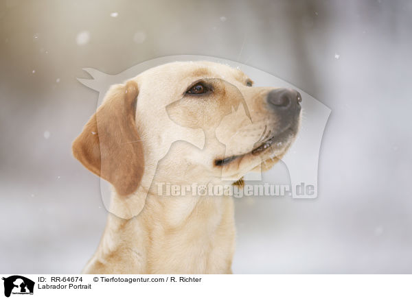 Labrador Portrait / Labrador Portrait / RR-64674