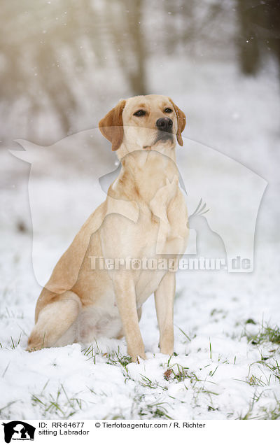 sitzender Labrador / sitting Labrador / RR-64677