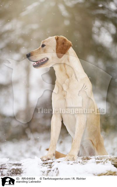 stehender Labrador / standing Labrador / RR-64684