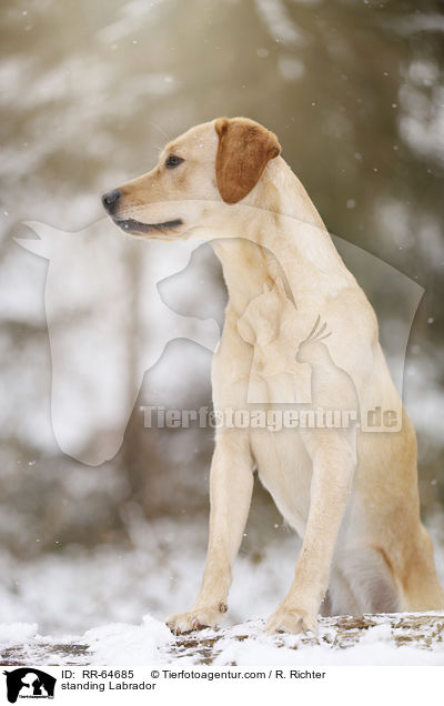 stehender Labrador / standing Labrador / RR-64685