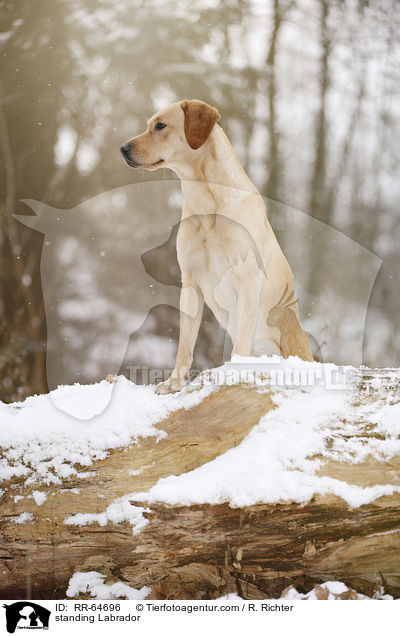 stehender Labrador / standing Labrador / RR-64696