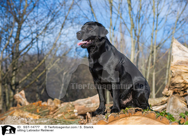 sitzender Labrador Retriever / sitting Labrador Retriever / SST-14777