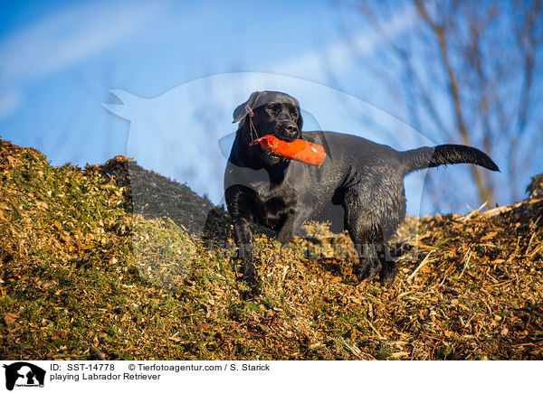 spielender Labrador Retriever / playing Labrador Retriever / SST-14778