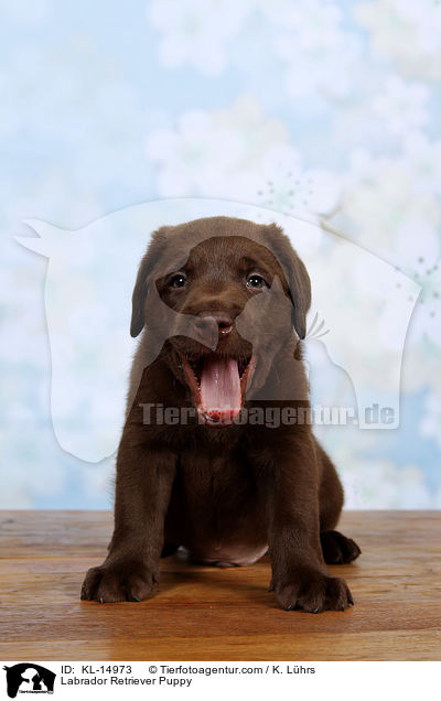 Labrador Retriever Welpe / Labrador Retriever Puppy / KL-14973