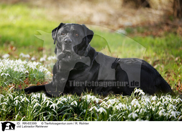 alter Labrador Retriever / old Labrador Retriever / RR-65399