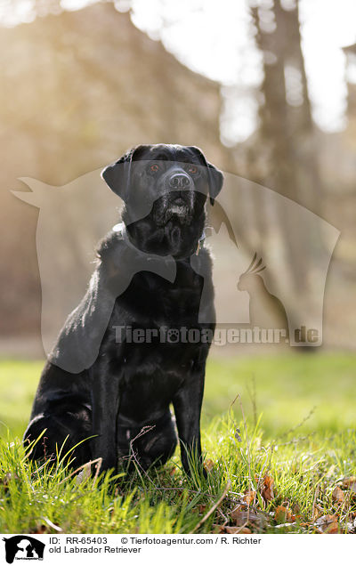 alter Labrador Retriever / old Labrador Retriever / RR-65403