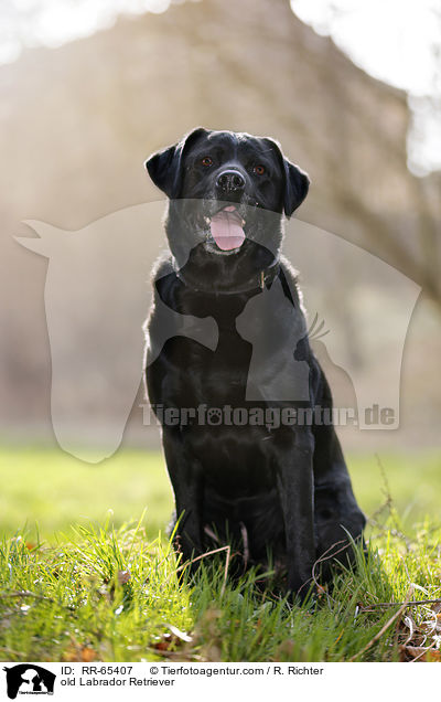 alter Labrador Retriever / old Labrador Retriever / RR-65407