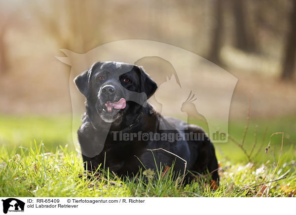 alter Labrador Retriever / old Labrador Retriever / RR-65409