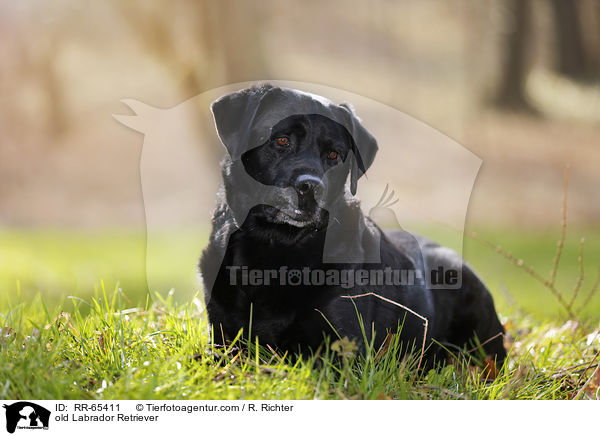 alter Labrador Retriever / old Labrador Retriever / RR-65411